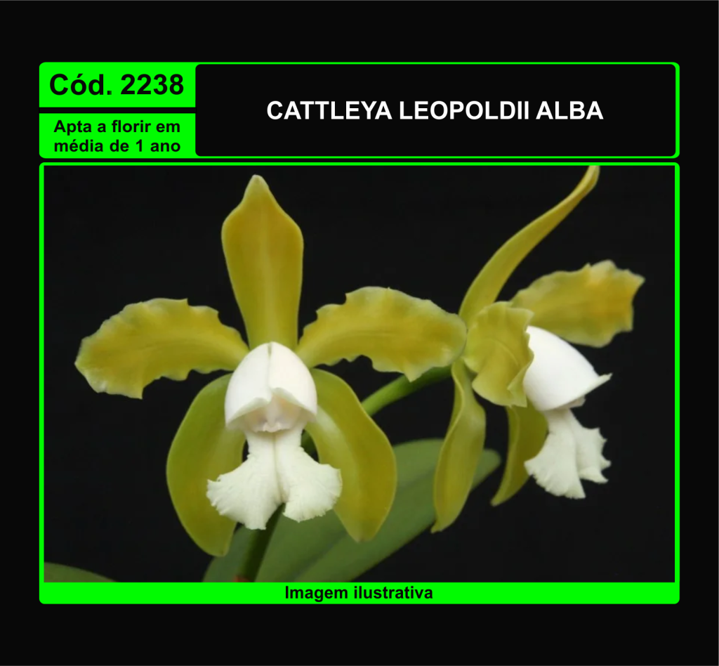 CATTLEYA LEOPOLDII ALBA PRÉ ADULTA 2238