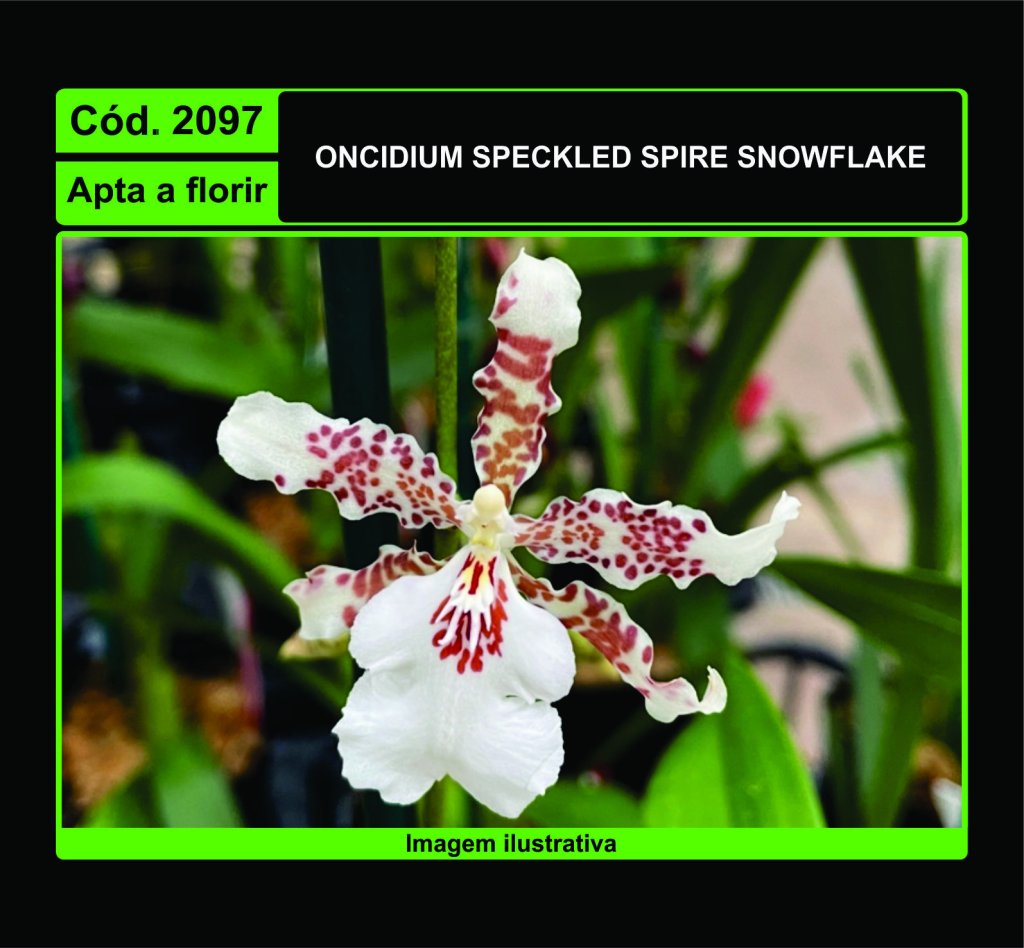 ONCIDIUM SPECKLED SPIRE SNOWFLAKE 2097