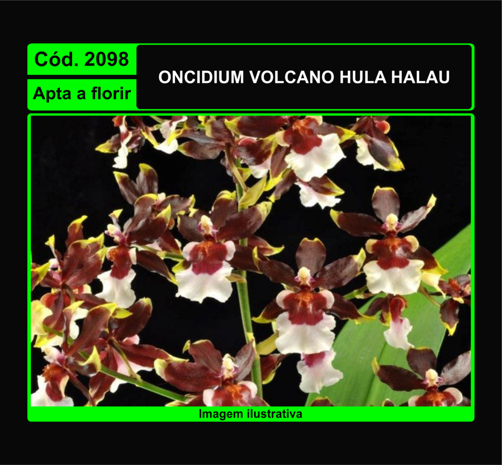 ONCIDIUM VOLCANO HULA HALAU 2098
