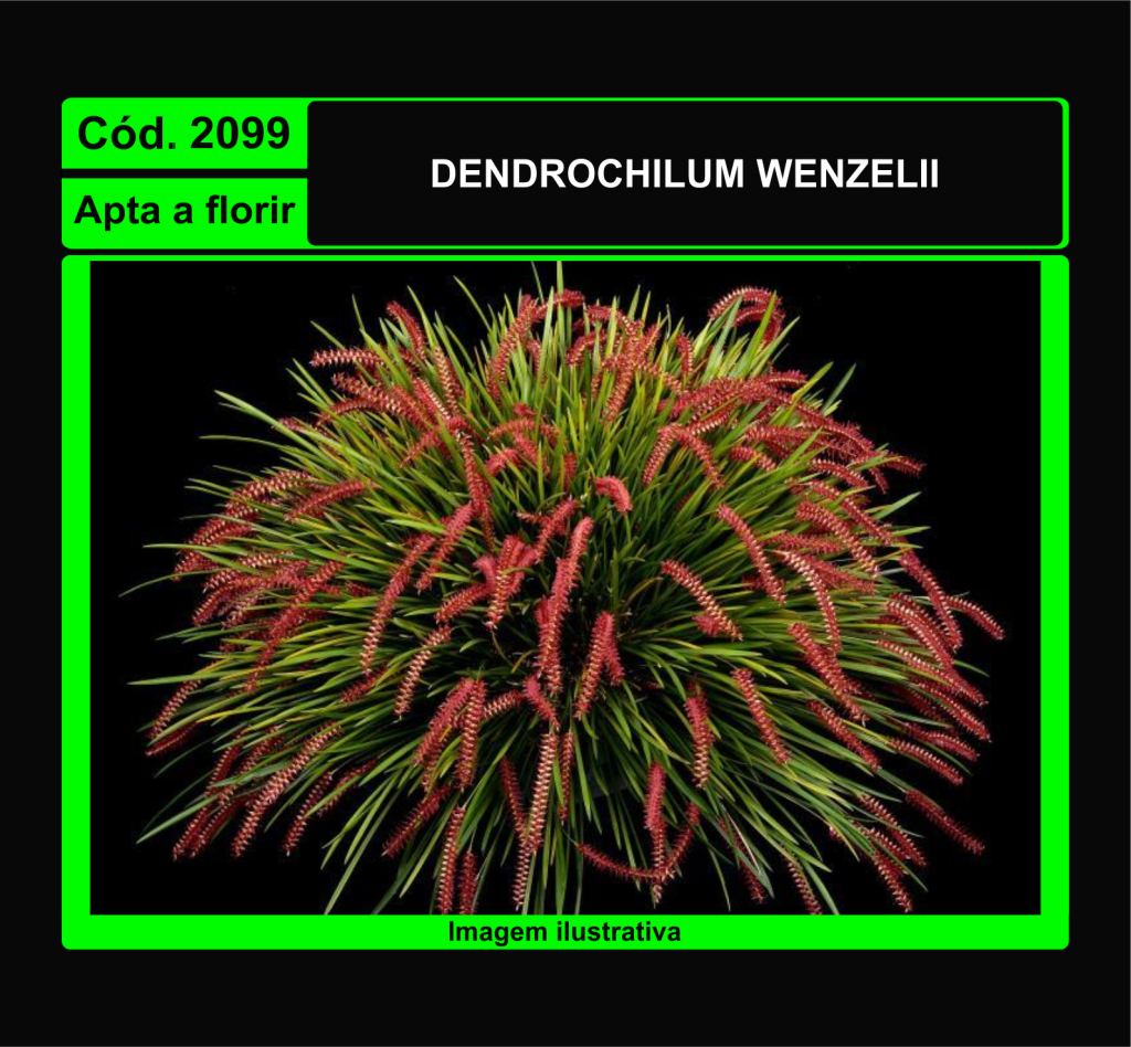 DENDROCHILUM WENZELII 2099