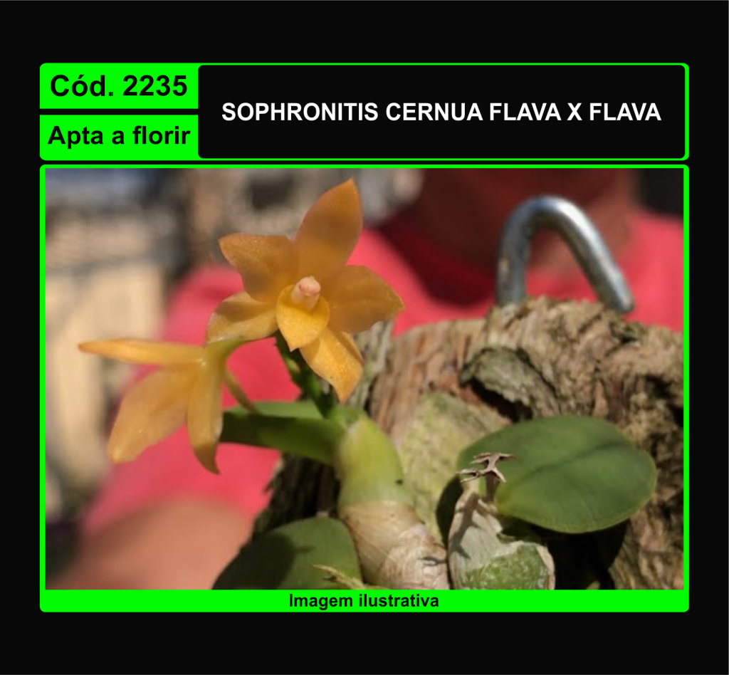 SOPHRONITIS CERNUA FLAVA X FLAVA 2235