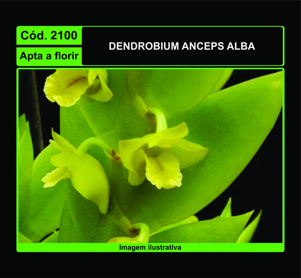DENDROBIUM ANCEPS ALBA 2100