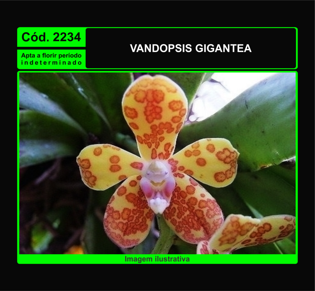VANDOPSIS GIGANTEA MUDA 2234