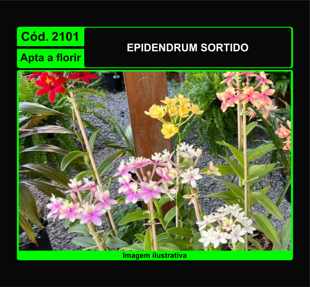 EPIDENDRUM SORTIDO 2101