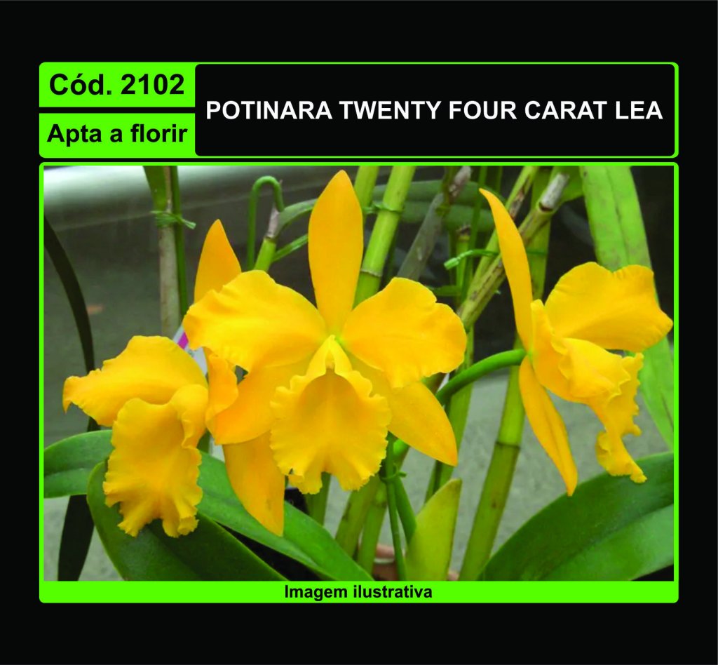 POTINARA TWENTY FOUR CARAT LEA 2102