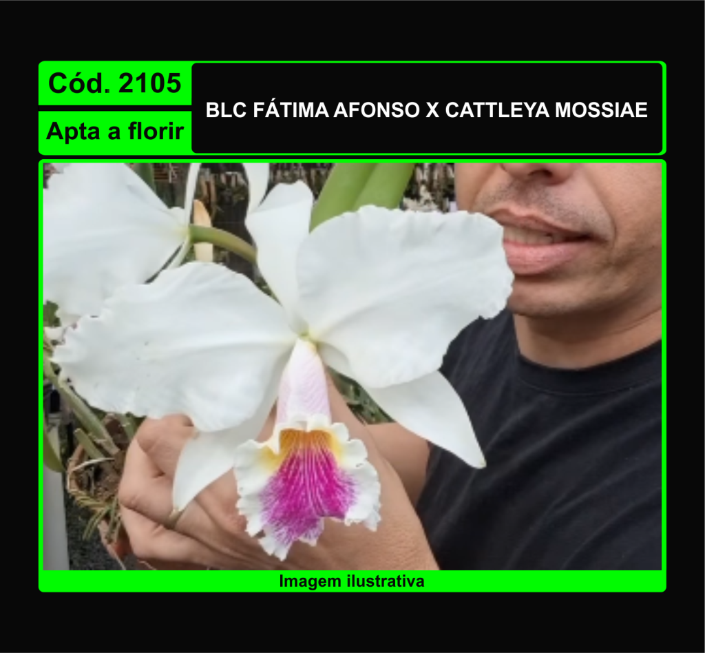 BLC FATIMA AFONSO X C MOSSIAE 2105