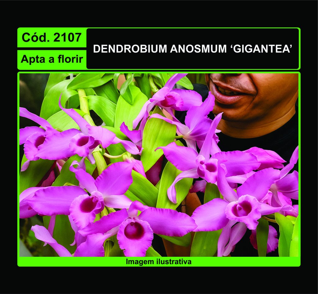 DENDROBIUM ANOSMUM GIGANTEA 2107