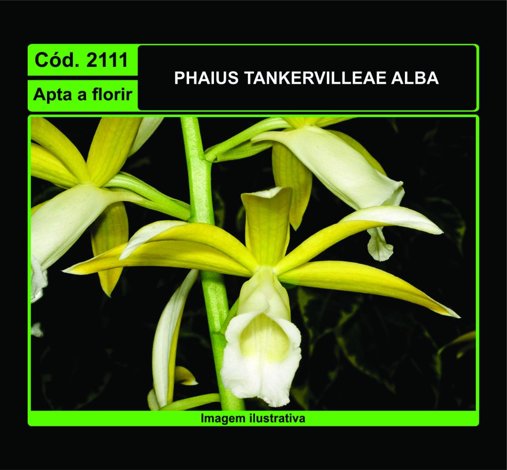 PHAIUS TANKERVILLEAE ALBA 2111