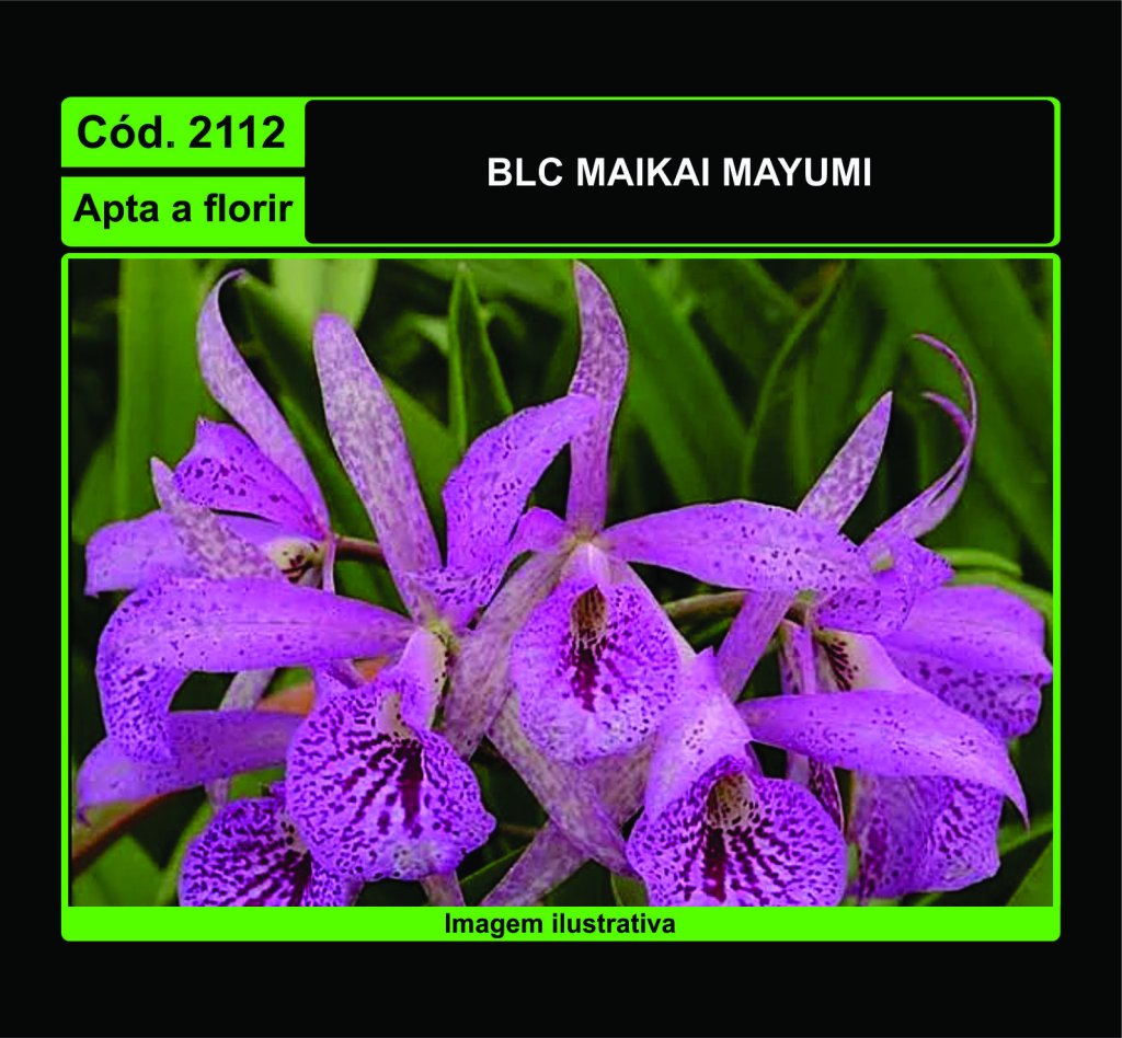 BLC MAIKAI MAYUMI 2112