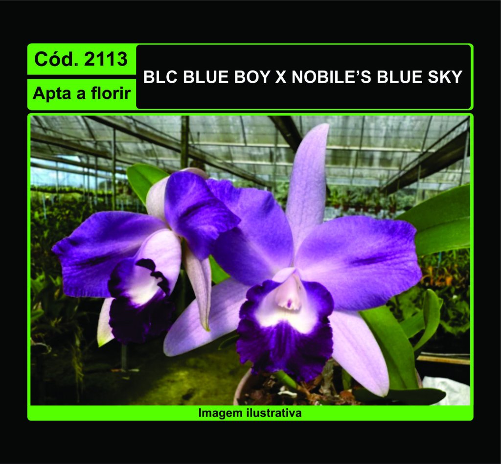 BLC BLUE BOY X NOBILE S BLUE SKY 2113