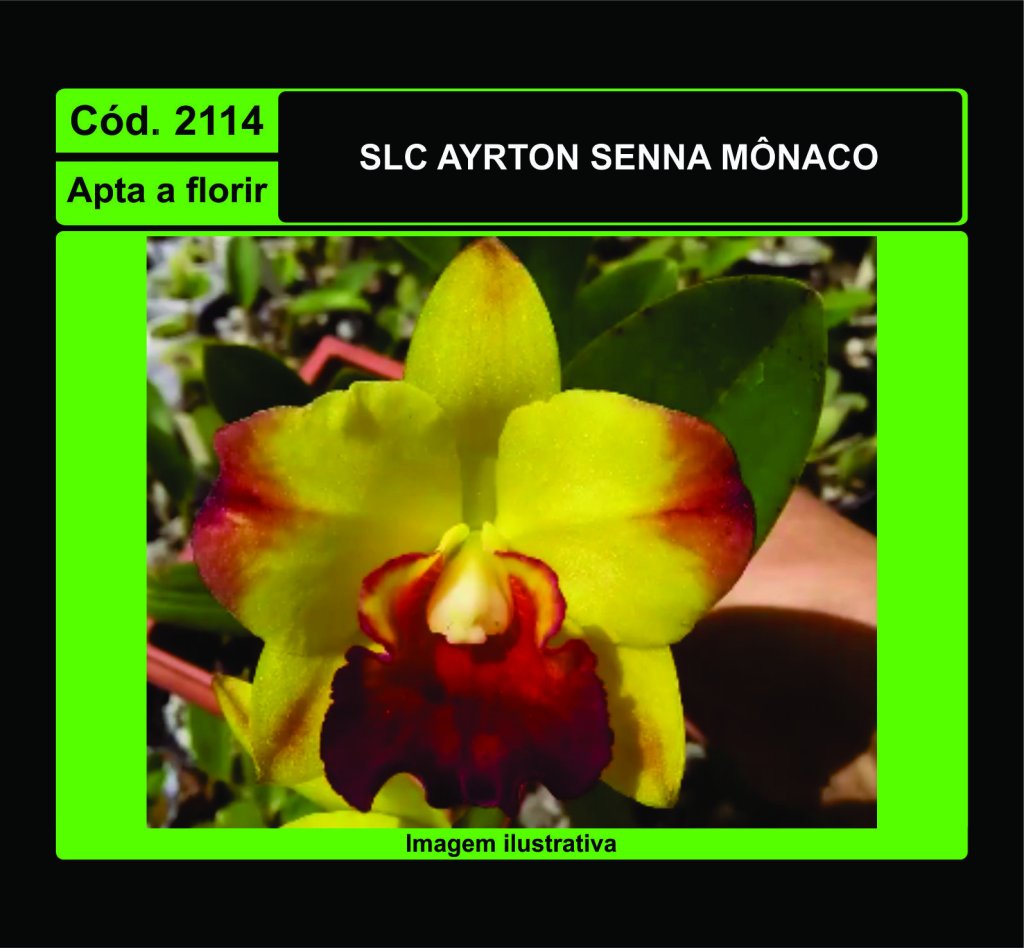 SLC AYRTON SENNA MONACO 2114