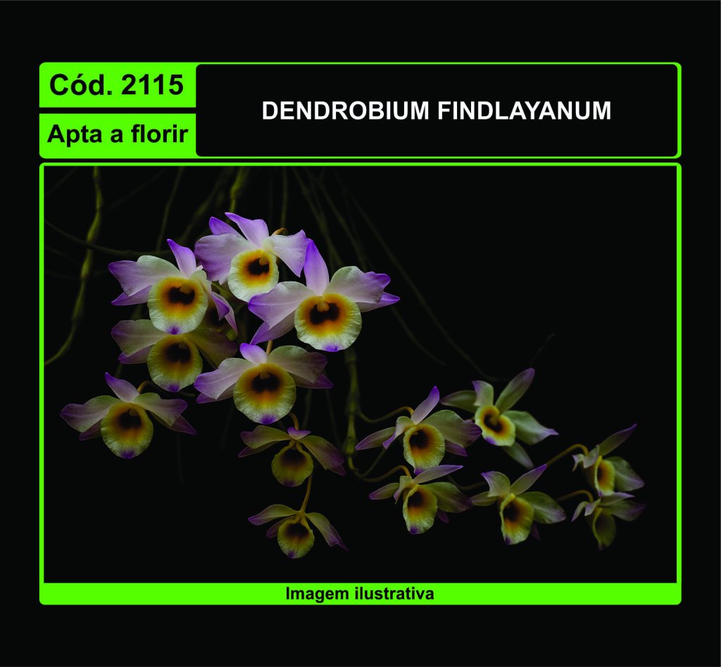 DENDROBIUM FINDLAYANUM 2115