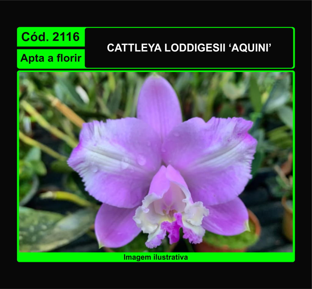 CATTLEYA LODDIGESII AQUINI 2116