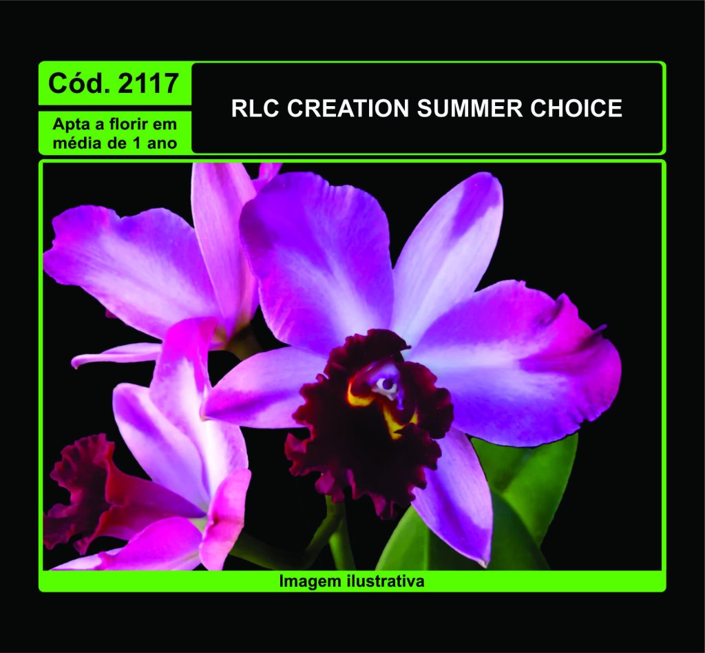 RLC CREATION SUMMER CHOICE PRÉ ADULTA 2117