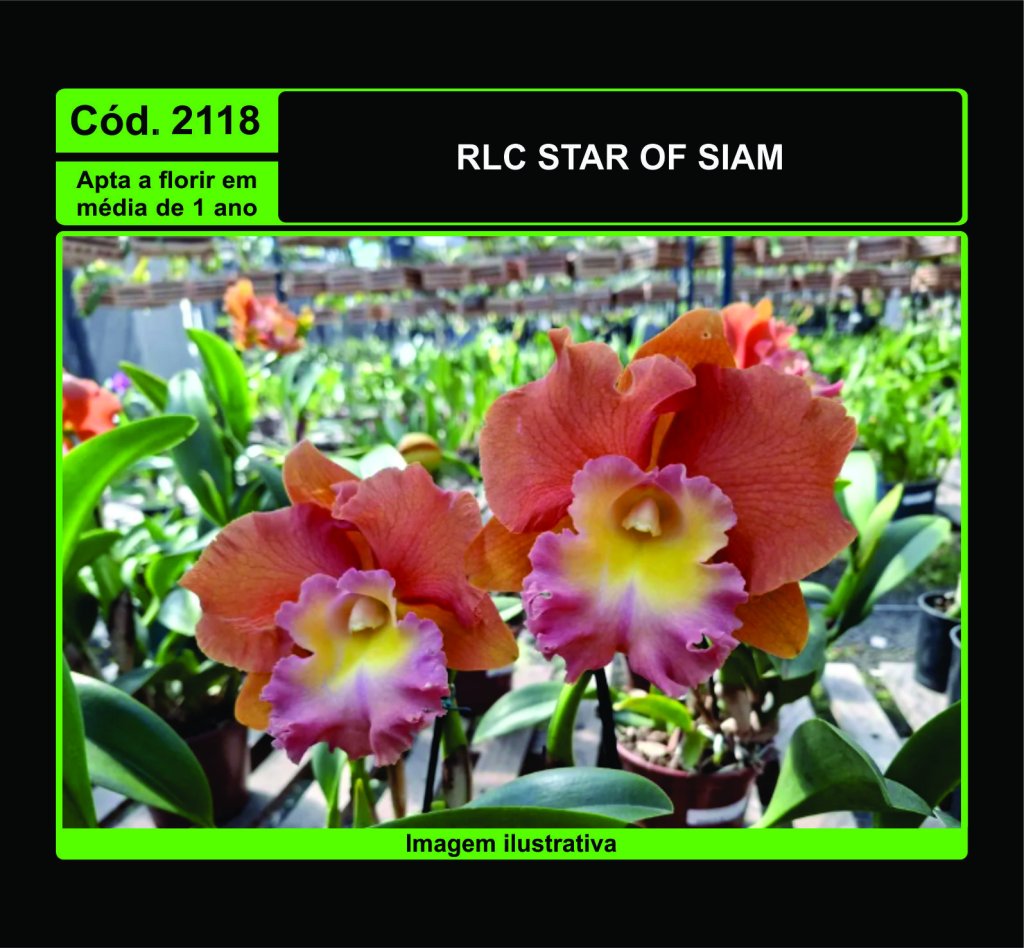 RLC STAR OF SIAM PRÉ ADULTA 2118
