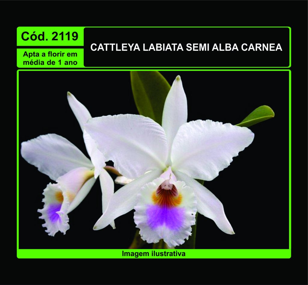 CATTLEYA LABIATA SEMI ALBA CARNEA PRÉ ADULTA 2119