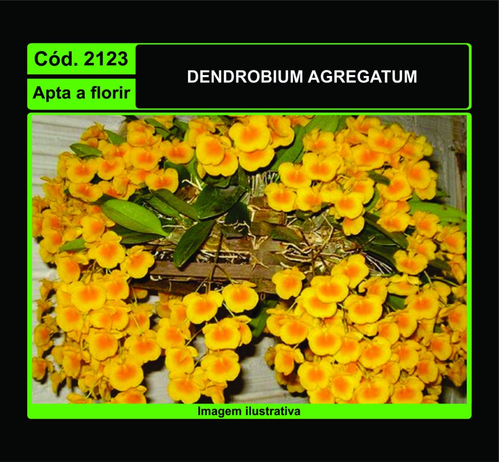 DENDROBIUM AGREGATUM 2123