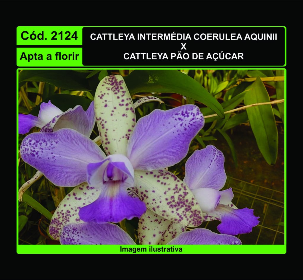 CATTLEYA INTERMEDIA COERULEA AQUINII X CATTLEYA PAO DE ACUCAR 2124