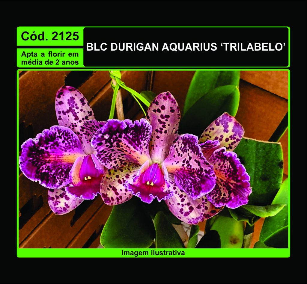 BLC DURIGAN AQUARIUS TRILABELO MUDA 2125