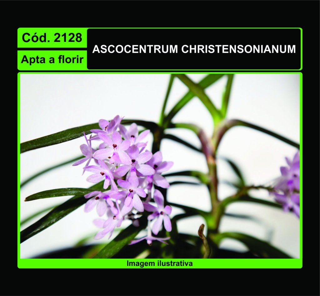 ASCOCENTRUM CHRISTENSONIANUM 2128