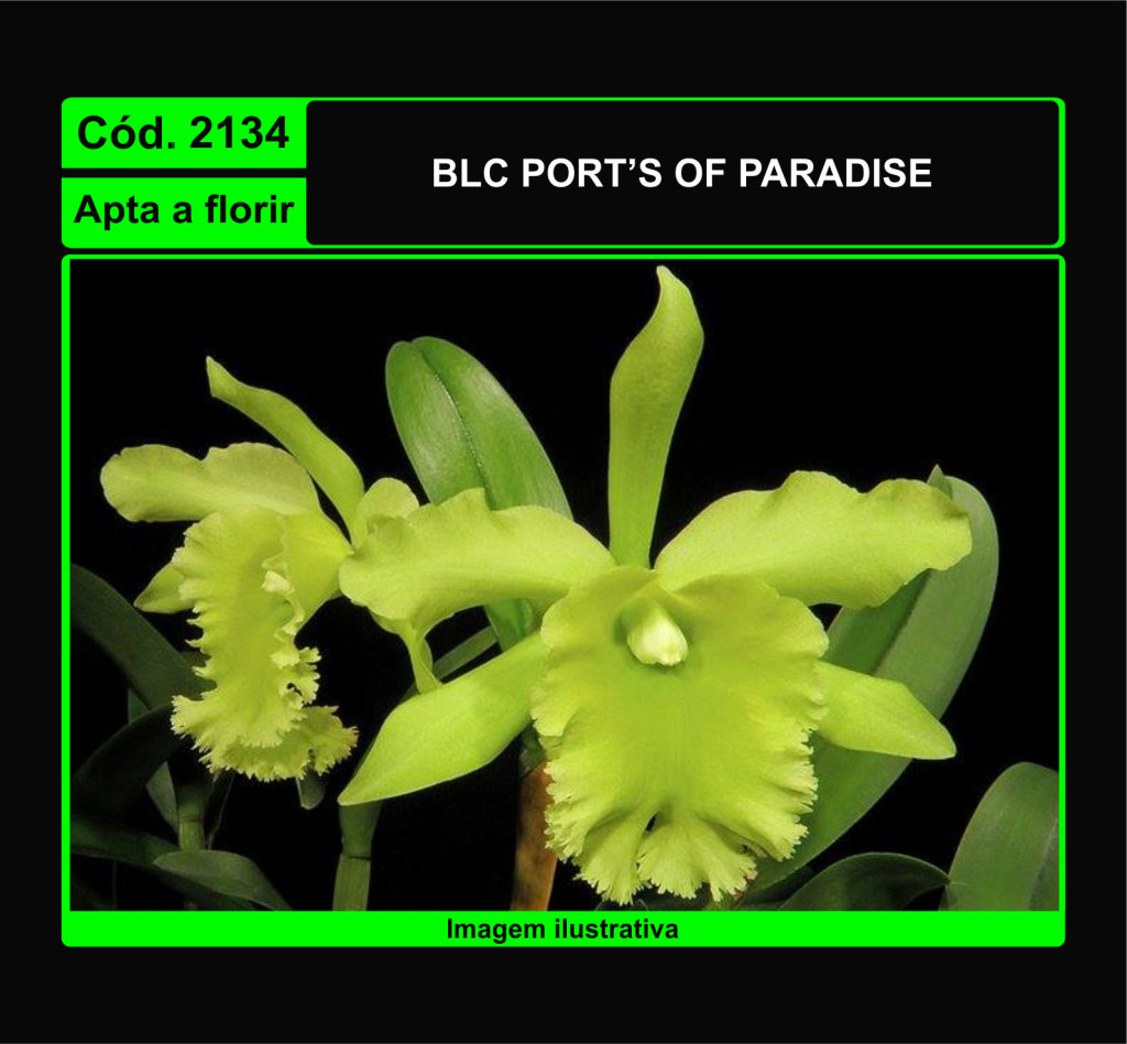 BLC PORT S OF PARADISE 2134