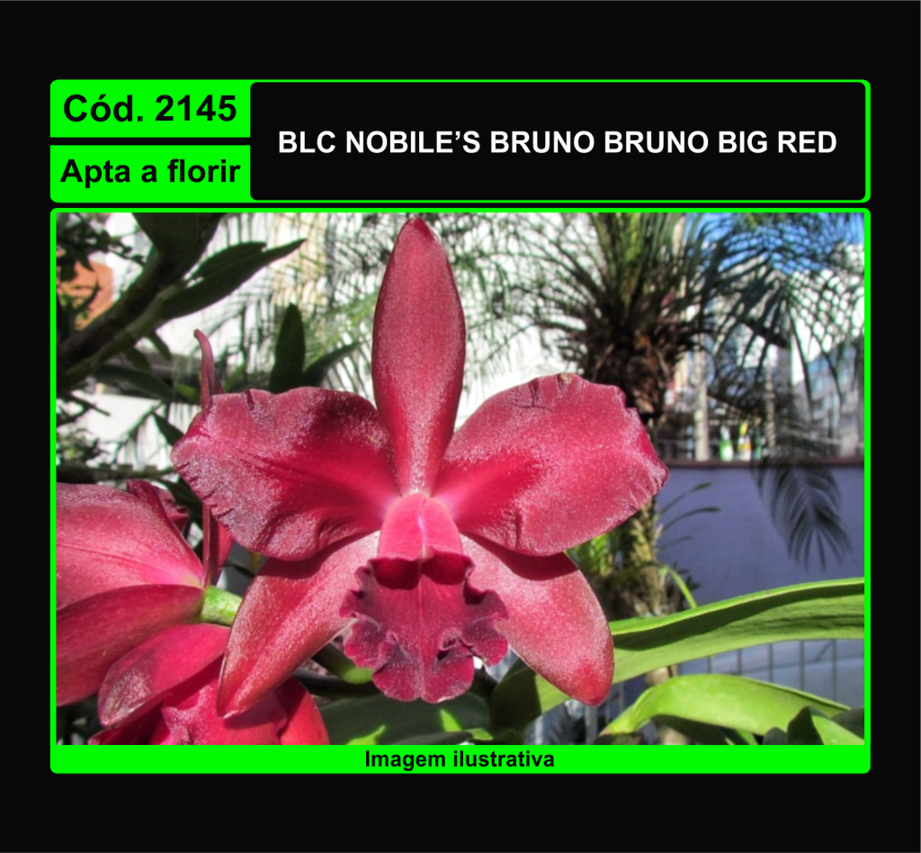 BLC NOBILES BRUNO BRUNO BIG RED 2145