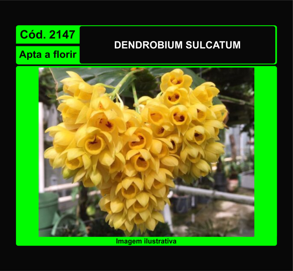 DENDROBIUM SULCATUM 2147