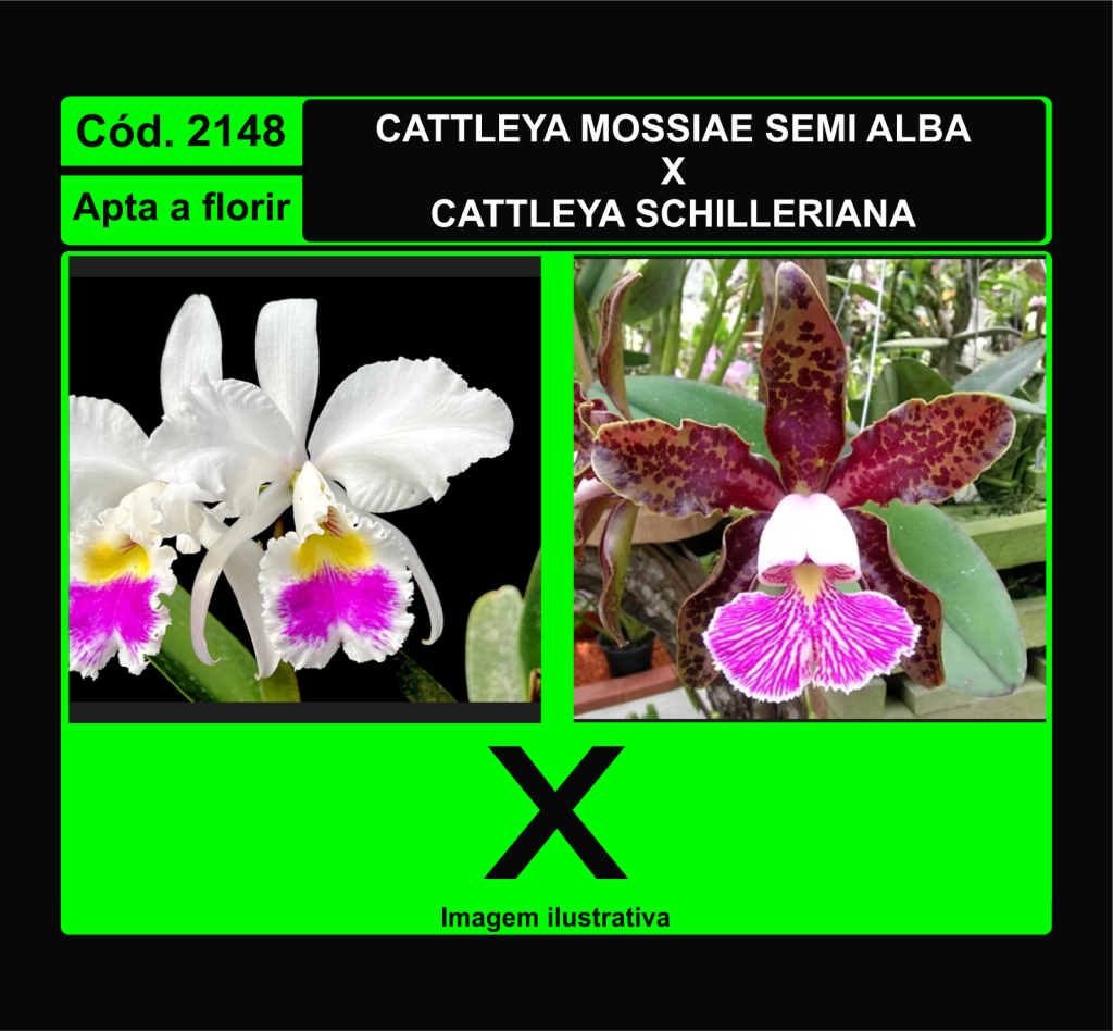 CATTLEYA MOSSIAE SEMI ALBA X CATTLEYA SCHILLERIANA 2148