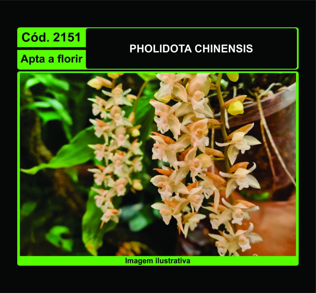 PHOLIDOTA CHINENSIS 2151