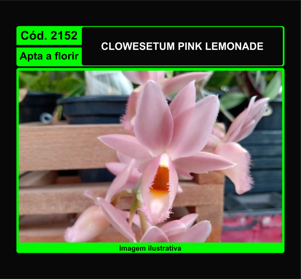 CLOWESETUM PINK LEMONADE 2152