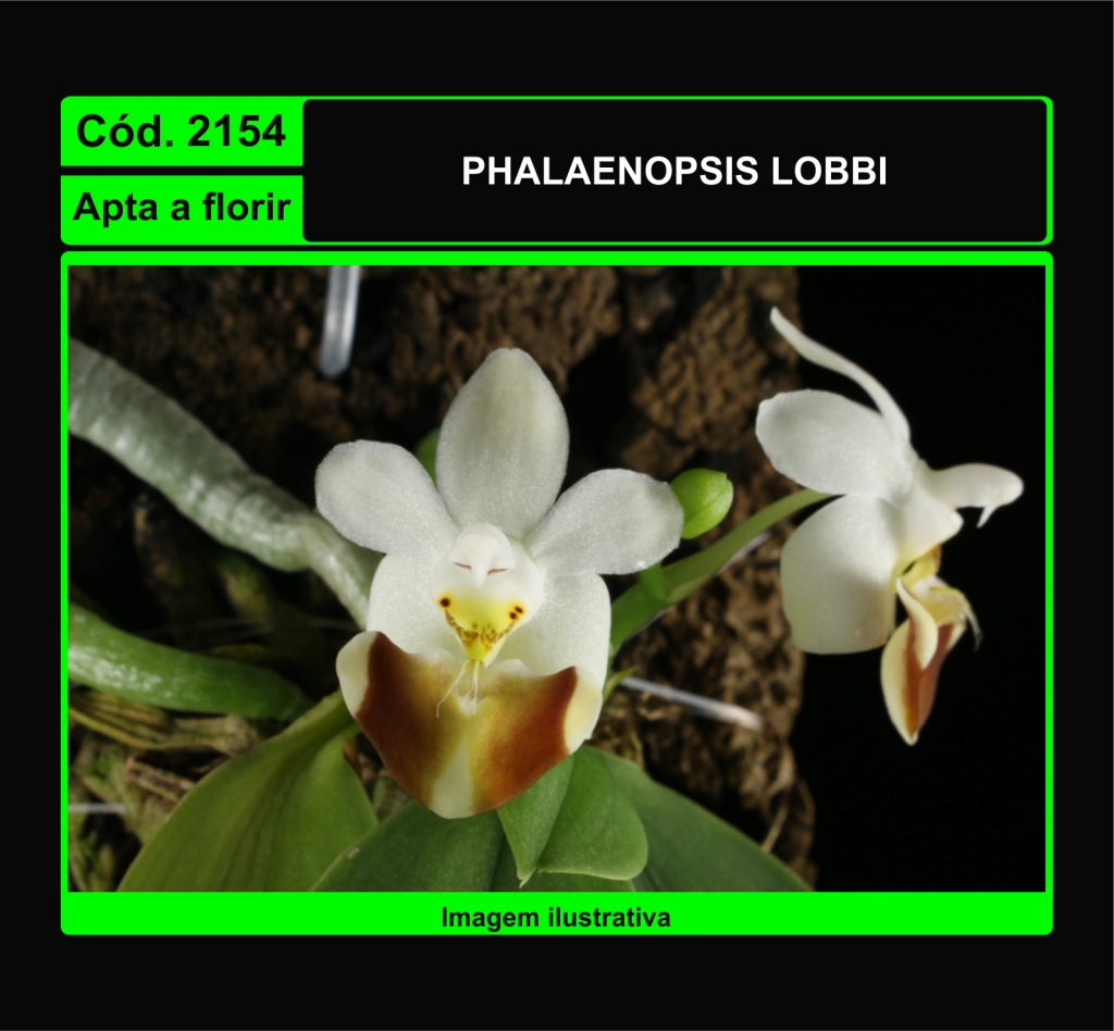 PHALAENOPSIS LOBBI 2154