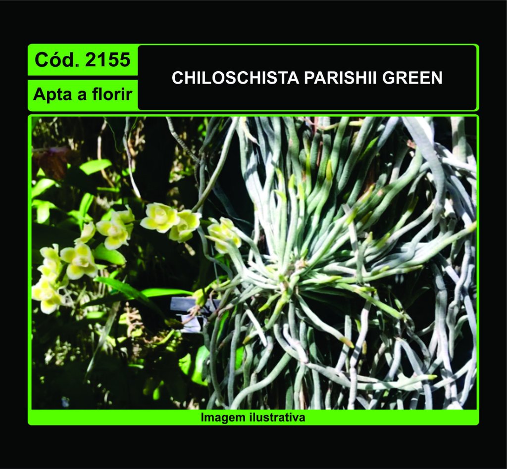 CHILOSCHISTA PARISHII GREEN 2155