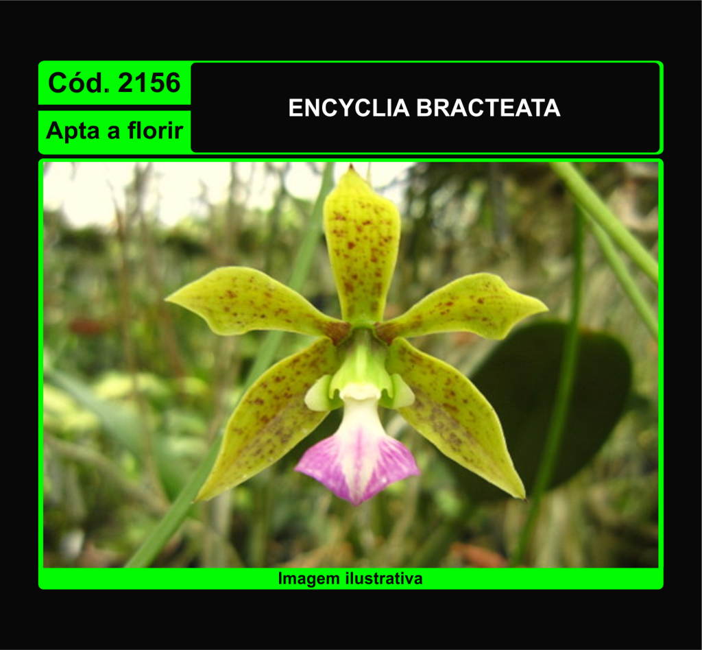 ENCYCLIA BRACTEATA 2156
