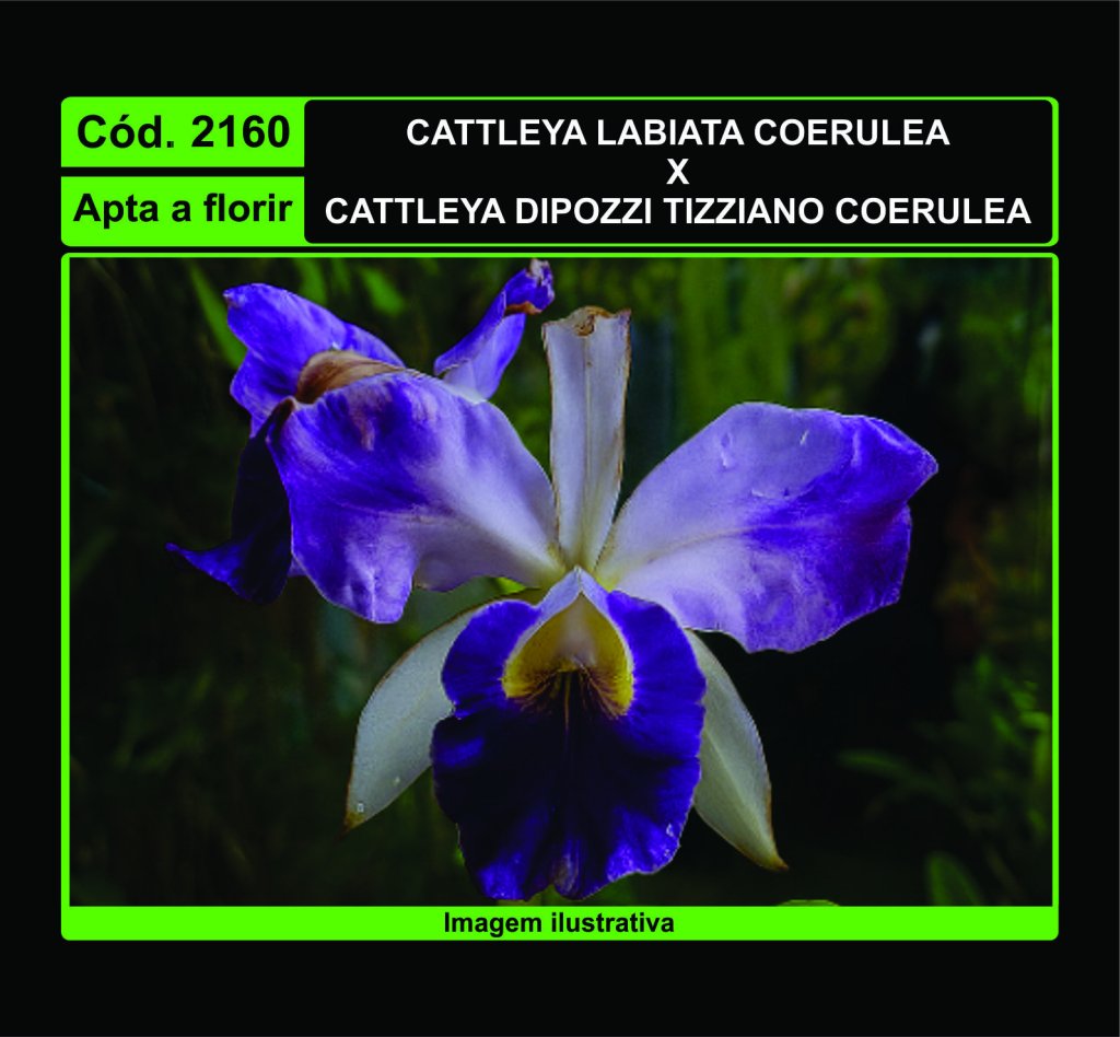 CATTLEYA LABIATA COERULEA X CATTLEYA DIPOZZI TIZZIANO COERULEA 2160