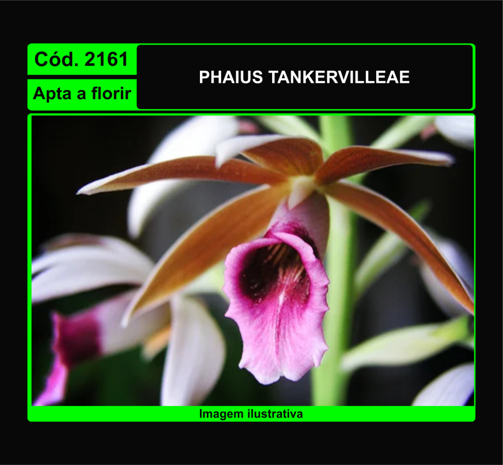 PHAIUS TANKERVILLEAE 2161