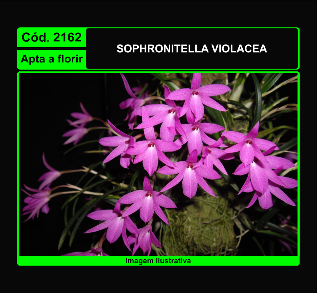 SOPHRONITELLA VIOLACEA 2162