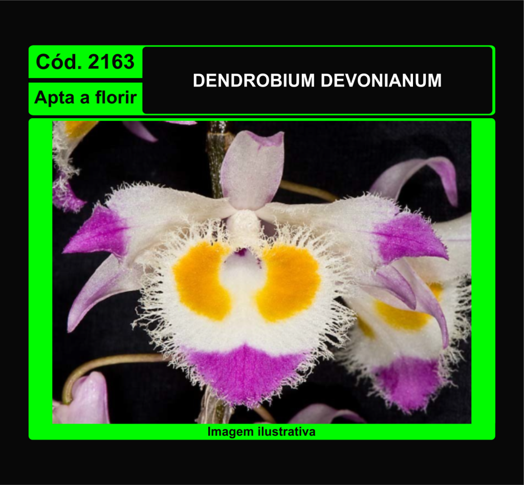 DENDROBIUM DEVONIANUM 2163