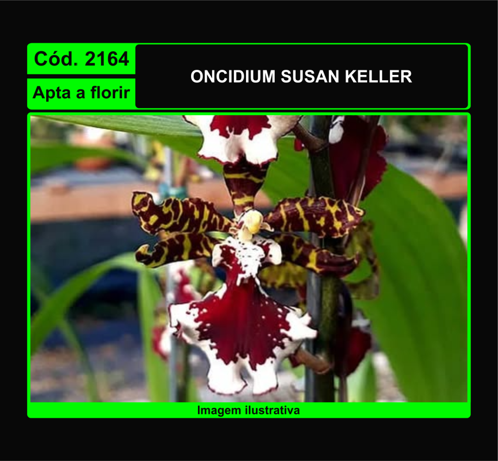 ONCIDIUM SUSAN KELLER 2164