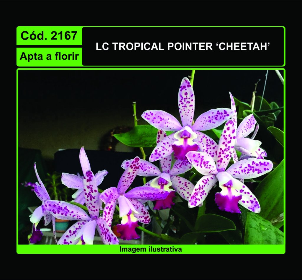 LC TROPICAL POINTER CHEETAH 2167