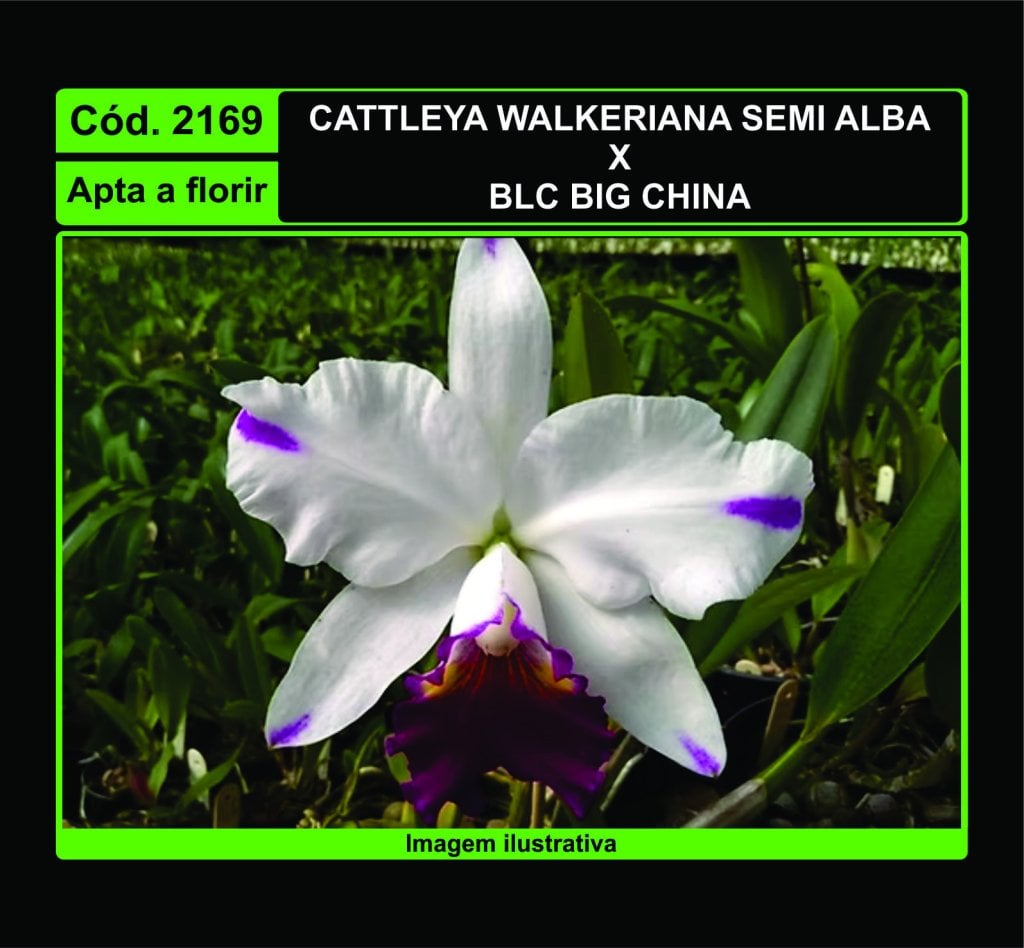 CATTLEYA WALKERIANA SEMI ALBA X BLC BIG CHINA 2169