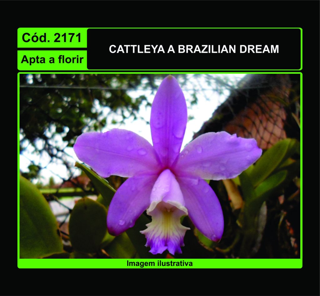 CATTLEYA A BRAZILIAN DREAM 2171