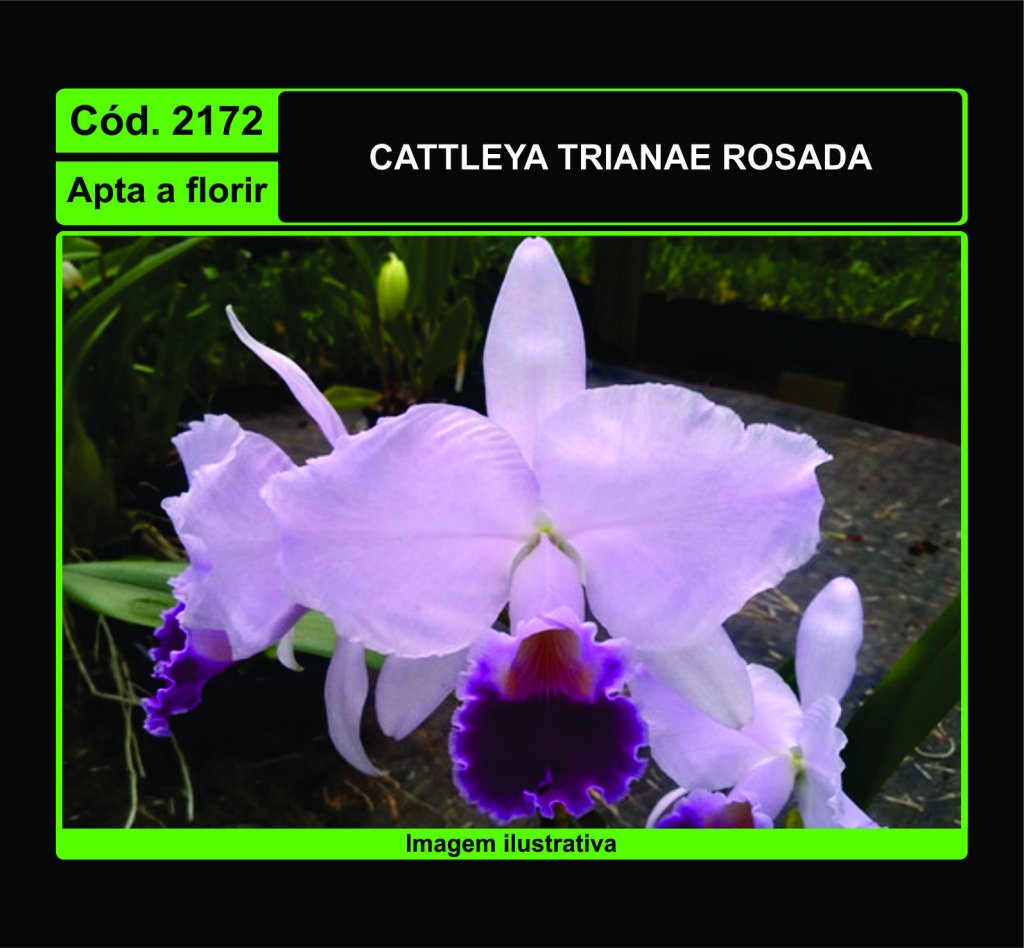 CATTLEYA TRIANAE ROSADA 2172