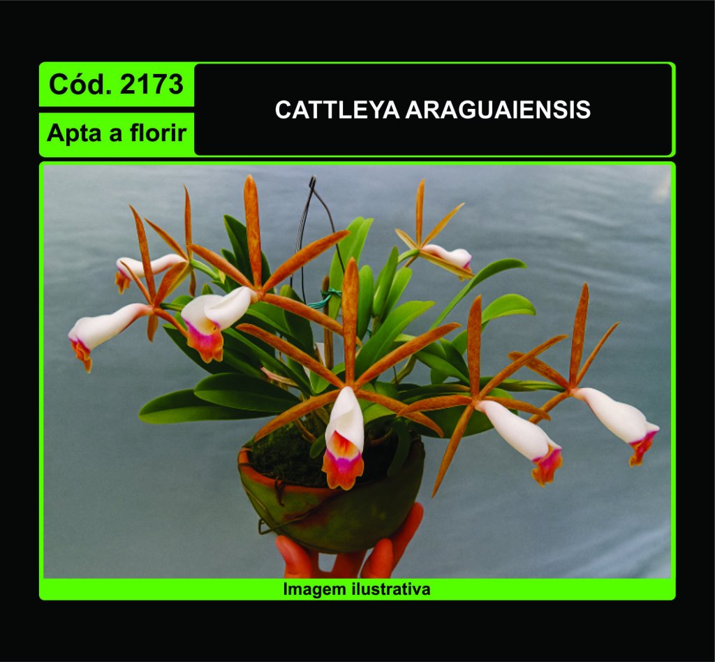 CATTLEYA ARAGUAIENSIS 2173
