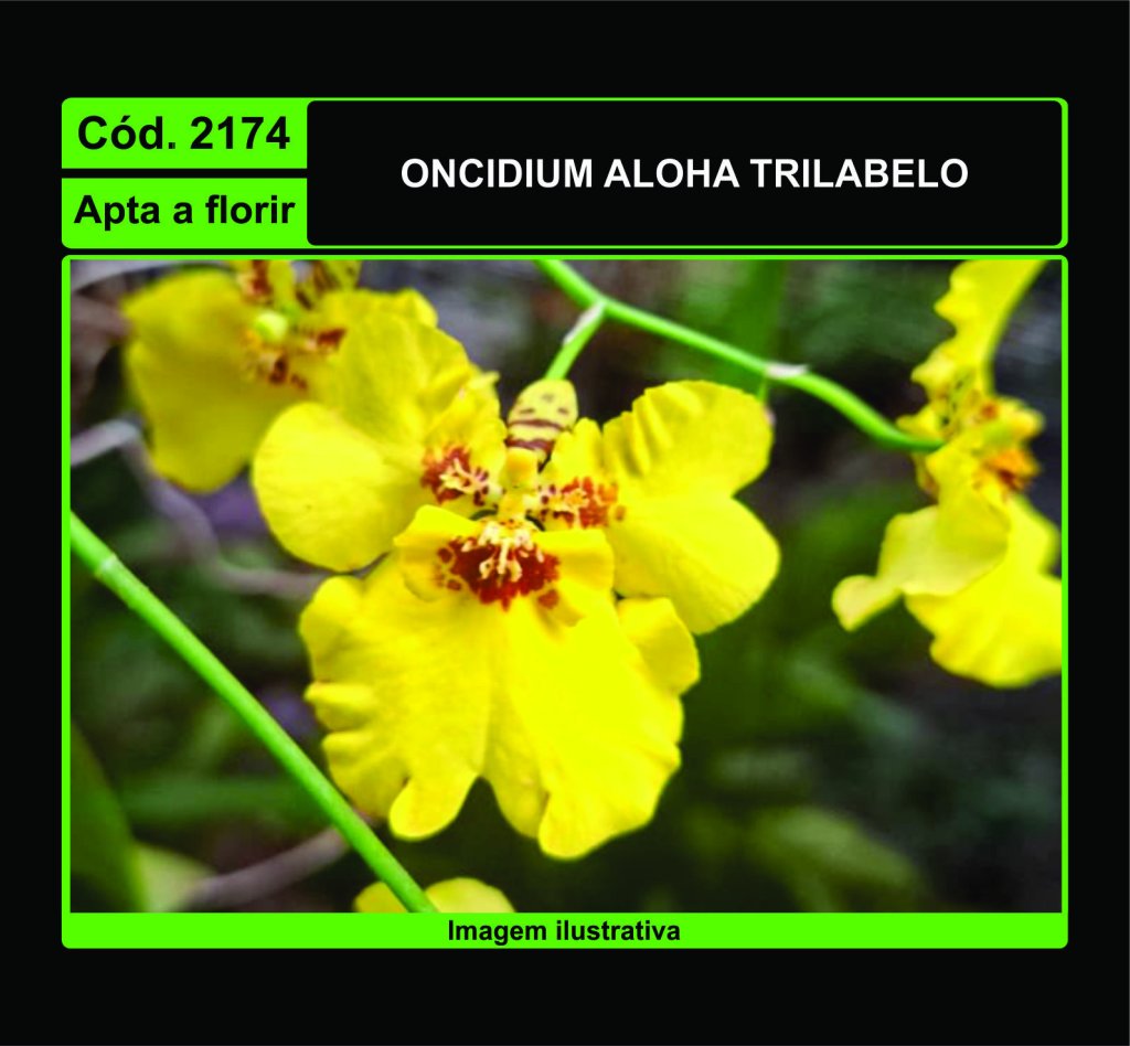 ONCIDIUM ALOHA TRILABELO 2174