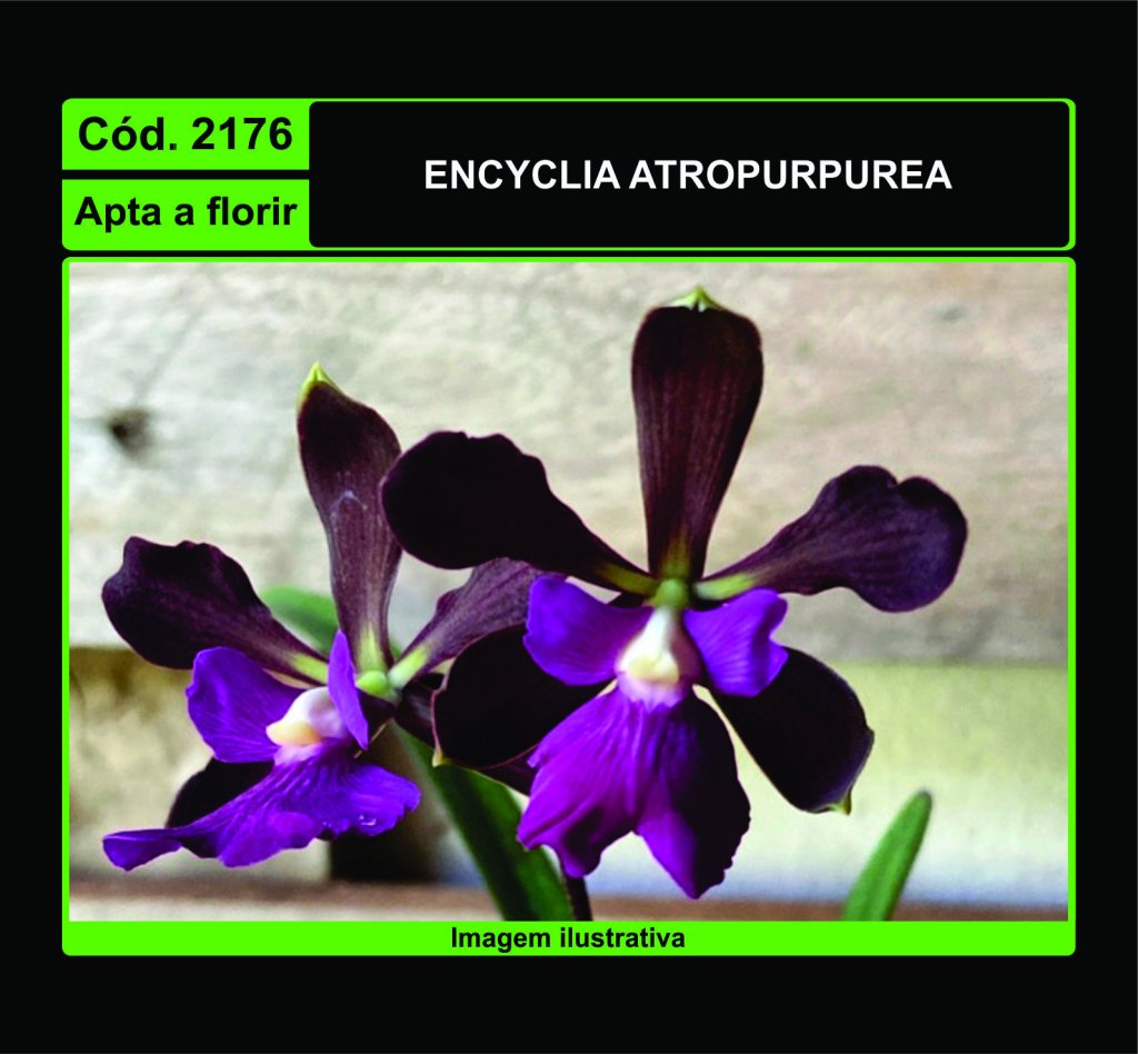 ENCYCLIA ATROPURPUREA 2176