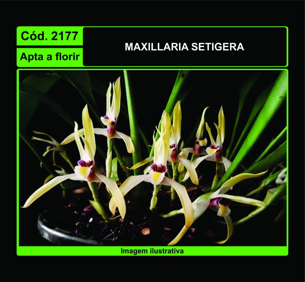 MAXILLARIA SETIGERA 2177