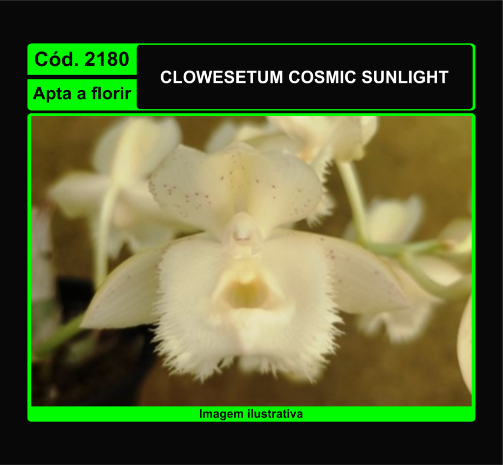CLOWESETUM COSMIC SUNLIGHT 2180