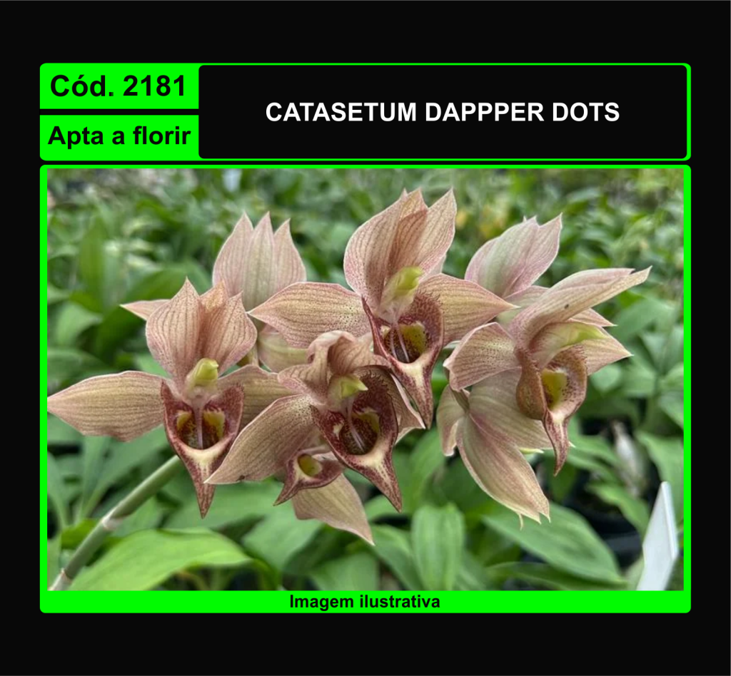 CATASETUM DAPPPER DOTS 2181
