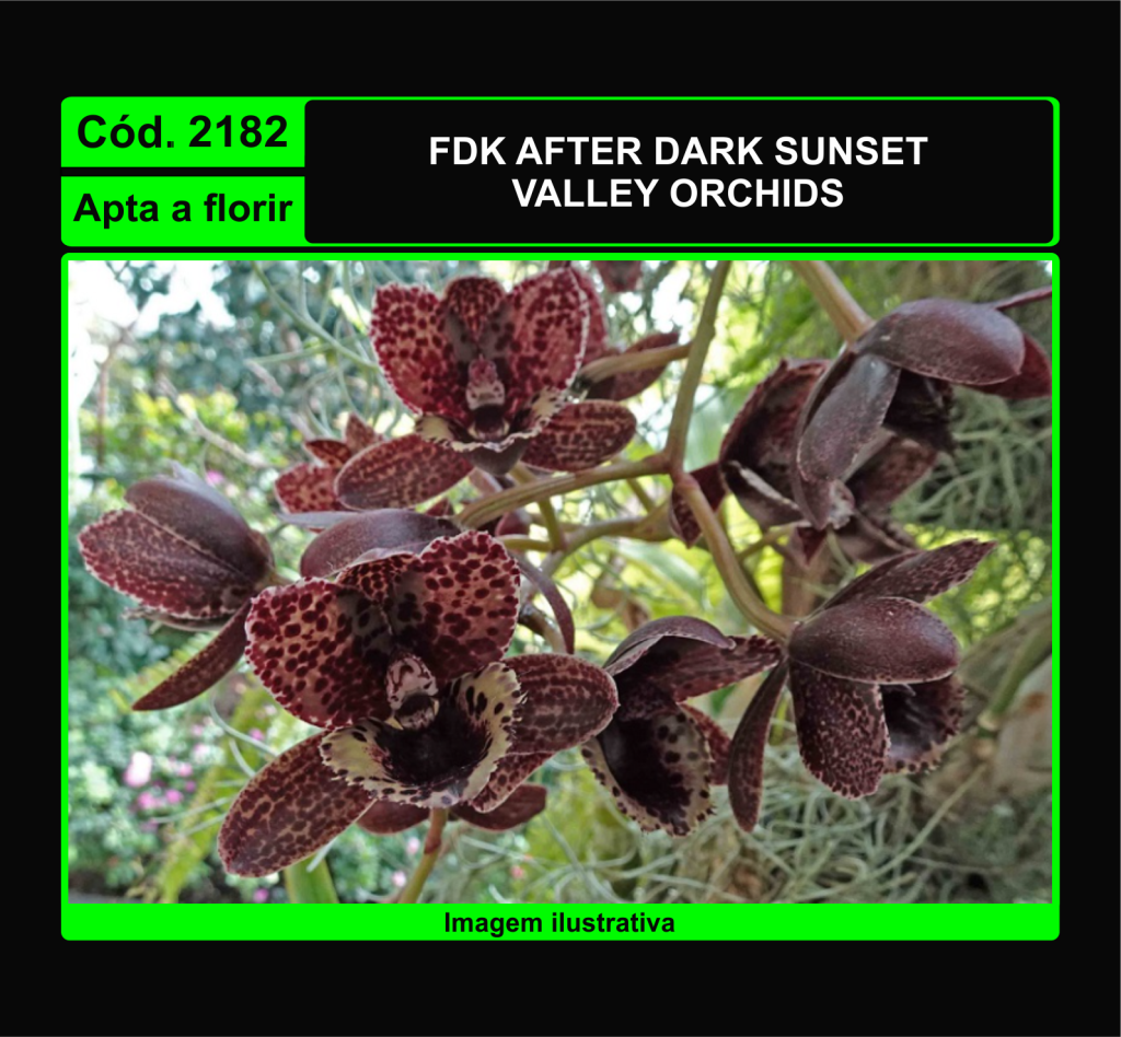 FDK AFTER DARK SUNSET VALLEY ORCHIDS 2182