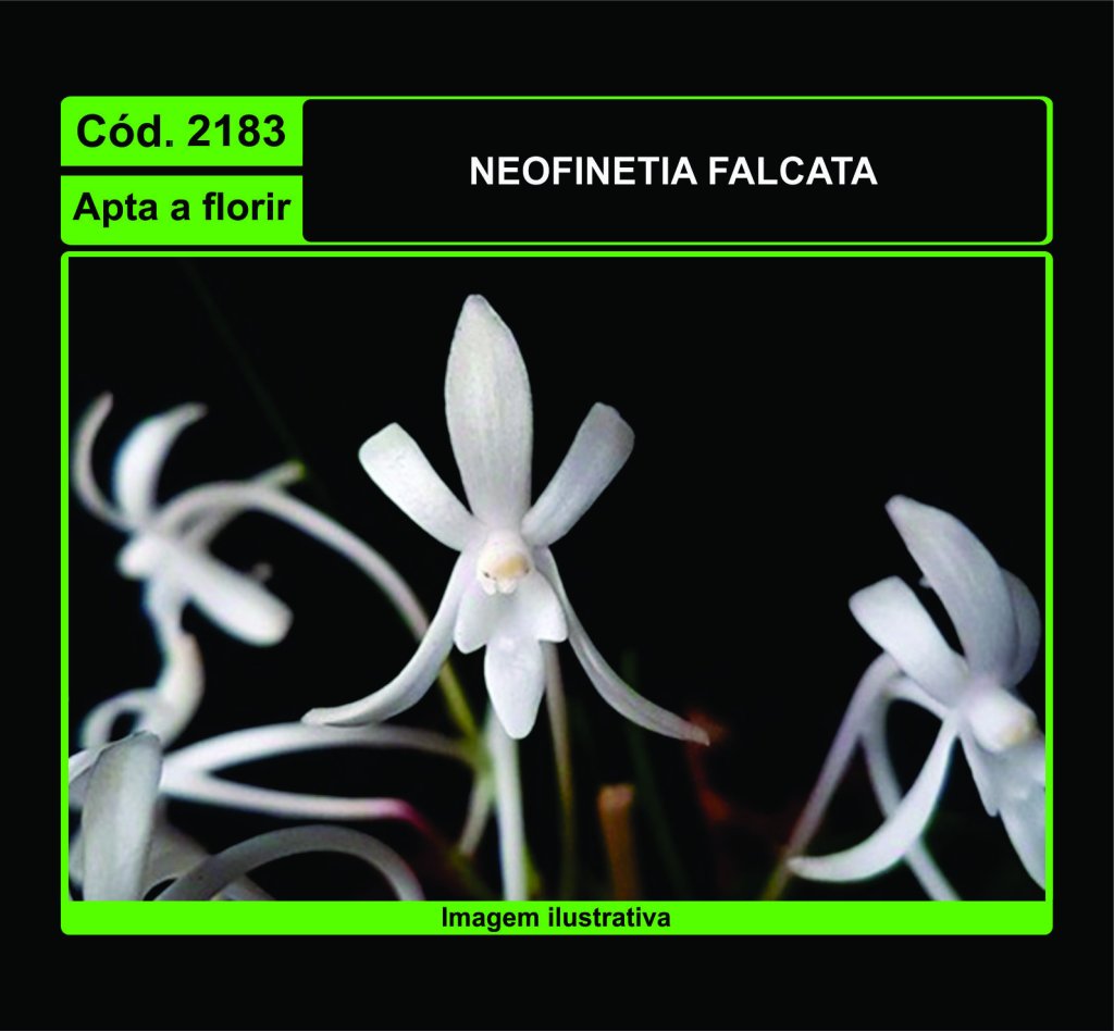 NEOFINETIA FALCATA 2183